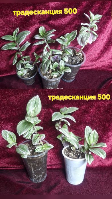 Цветы домашние разные