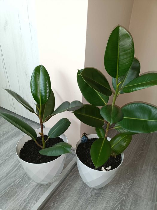 Ficus elastica clasic preț fix