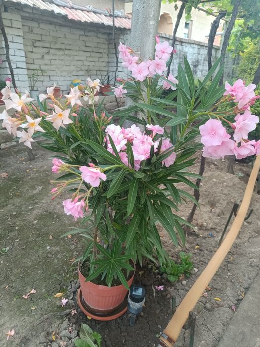 Продавам олеандри