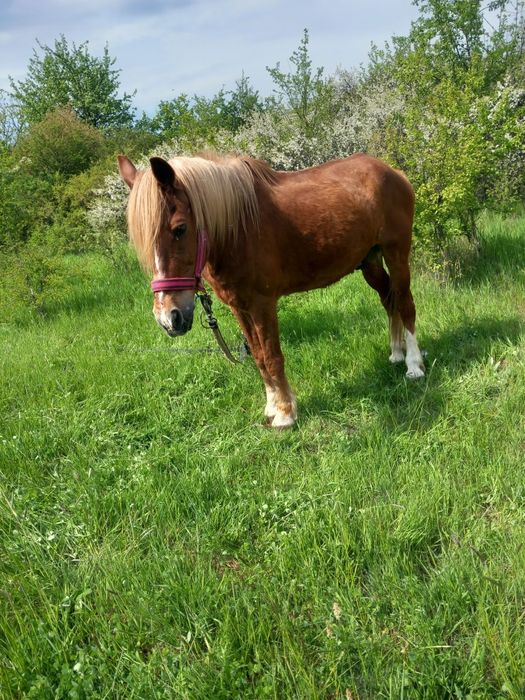 Cal castrat de vânzare