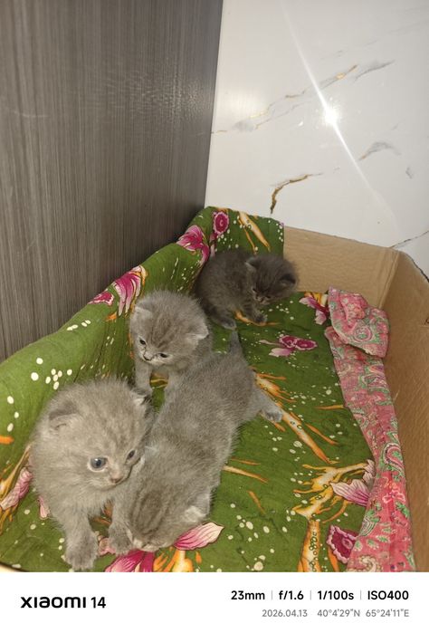 Scotish fold 2 haftalik