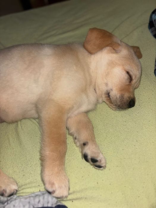 Подарявам куче за повече лс