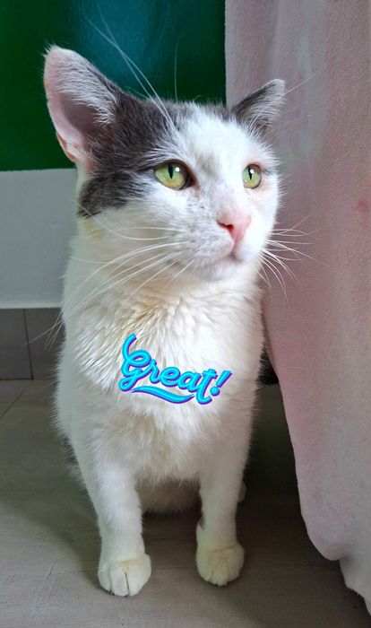 Adoptie pisica alba mota castrat