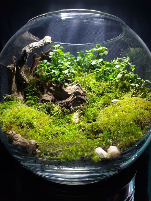 Флорариум|florarium