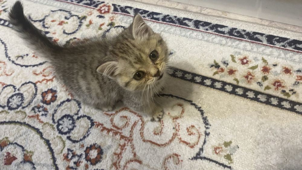 Отдам котенка 1 мес девочка