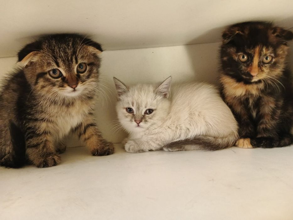 Skottish fold 3 oylik qiz bola soglom 100$