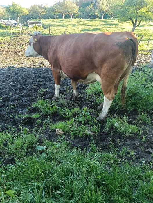 Vaca bălțată românească  de vanzare