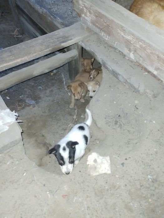 Отдам , щенков , злые , средние .