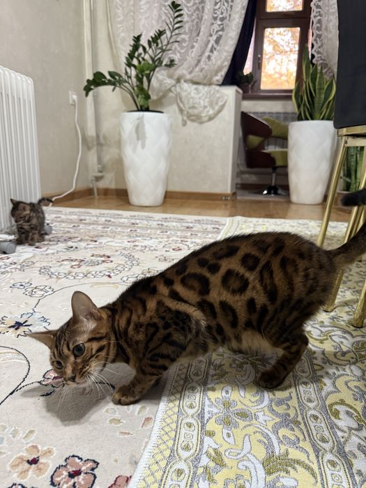 Беньгалская тигр