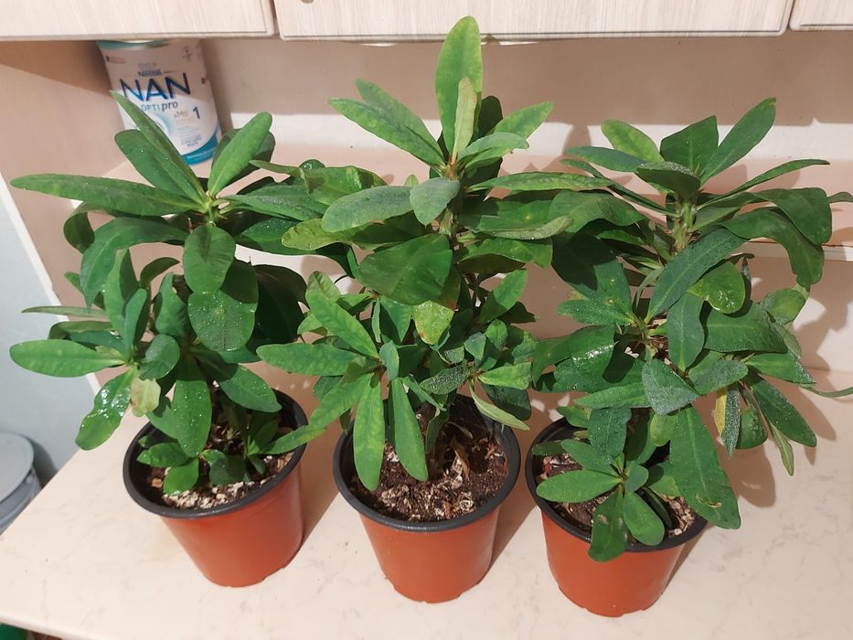 Цветы  Уй гулдерi Гул