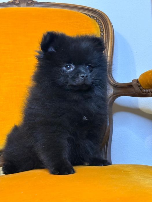 Vand fetita pomeranian