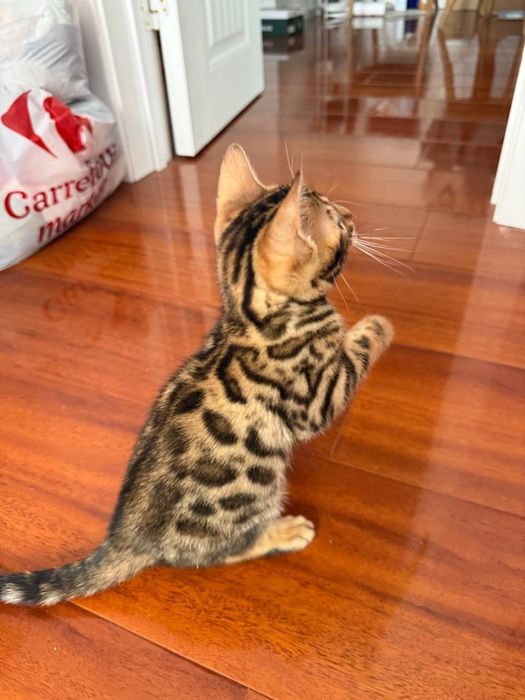 Котенок бенгальский мальчик 2 месяца