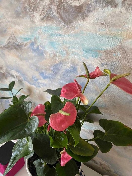 Розовый атуриум.