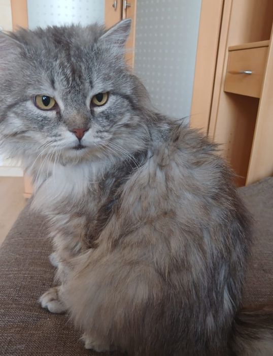 Красавец Саймон!