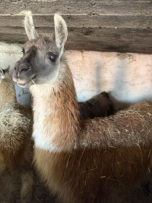 Vand familie de lame