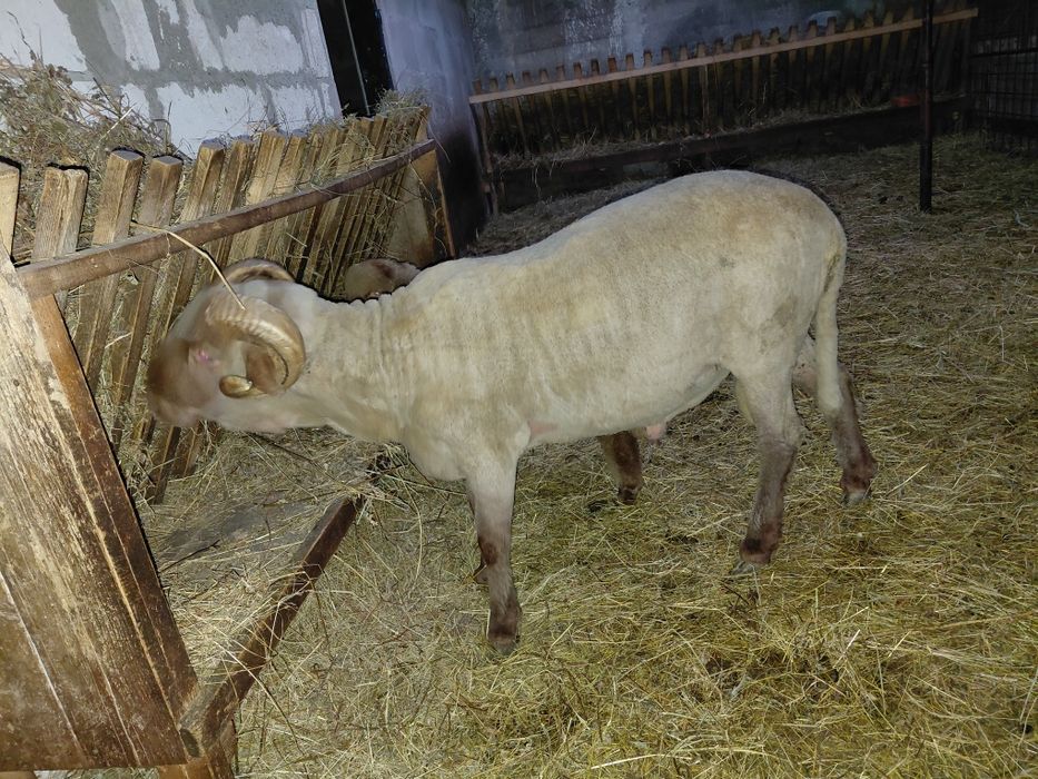 Berbec țigaie ruginie