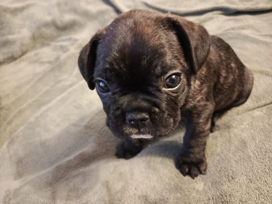 Щенки французского бульдога