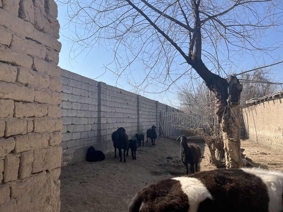 Қой қозысымен бұзаулар