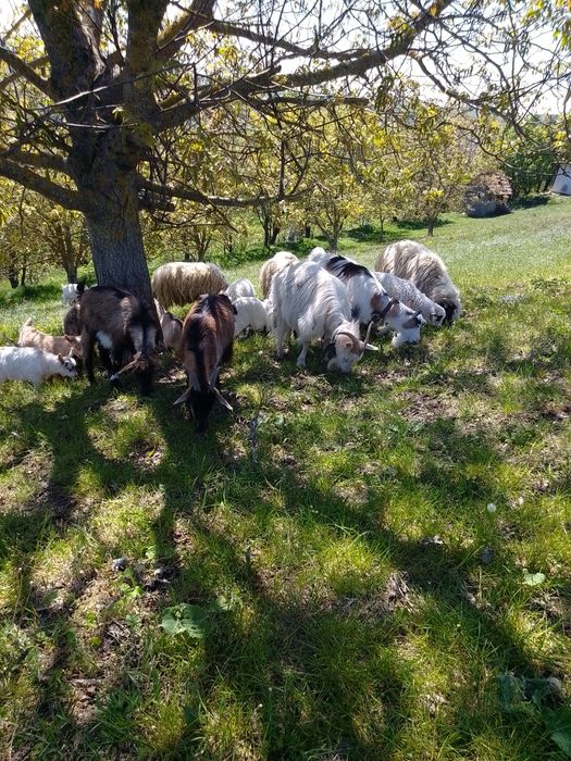 Vând  12 capre  bune de lapte