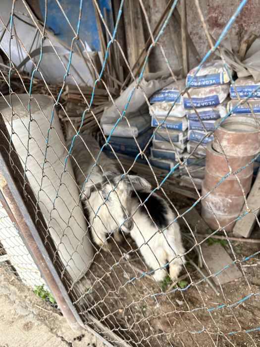 Сүтті орыс ешкі лағымен