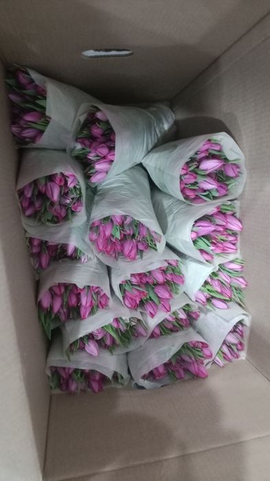 Продам тюльпаны свежие