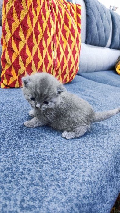 британские и шотландские котята чистокровные