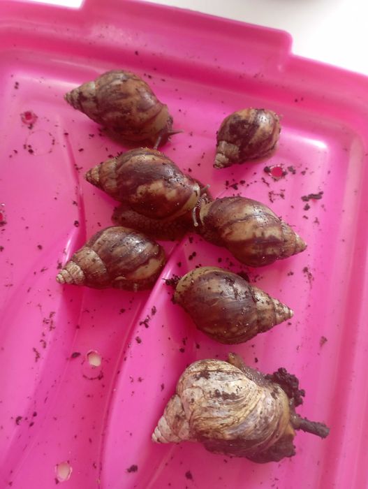 Улитки ахатины -домашние питомцы