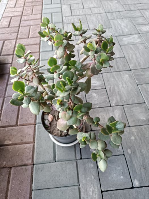 Толстянка - денежеое дерево