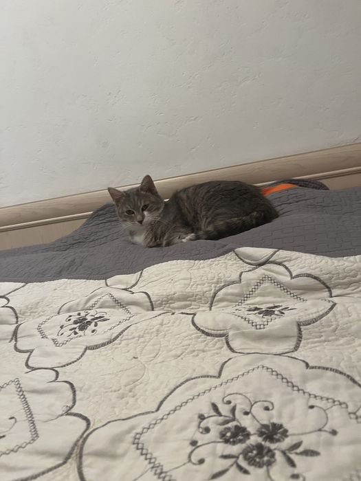 Кот:Имя Тайсон,Ему 9месяц,