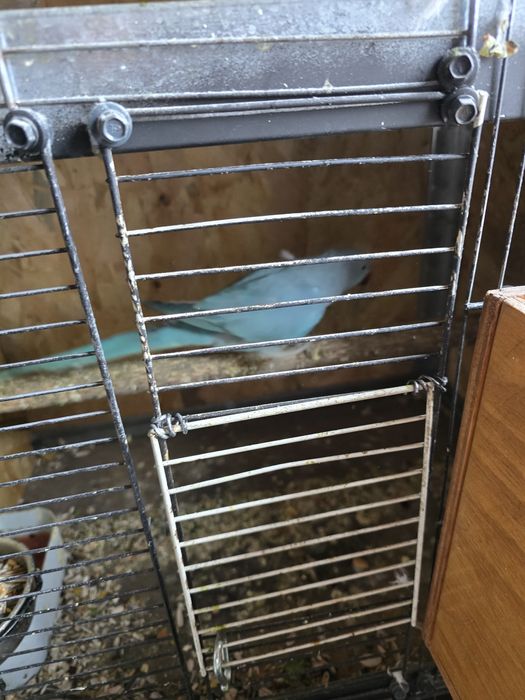 De Vânzare  Papagali