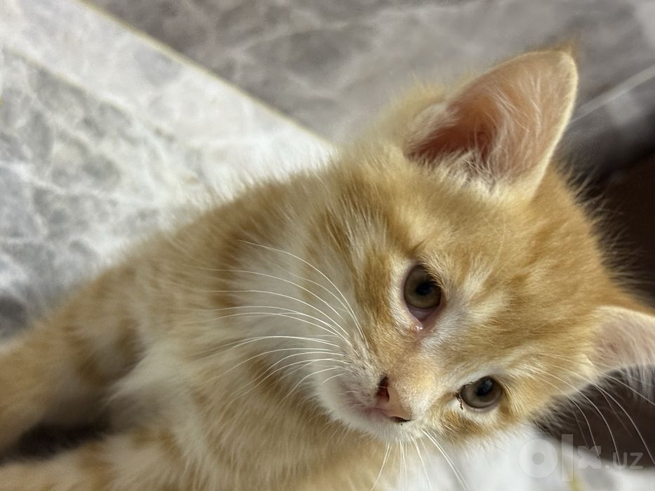 Отдам даром котят