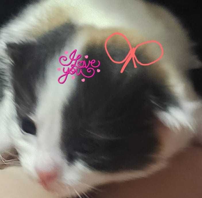 Котята породистые