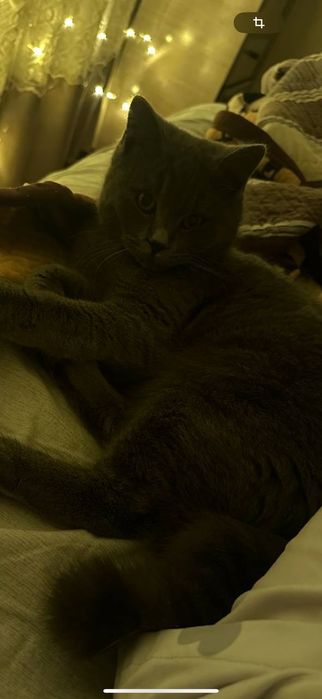 Скотиш страйт сотилади