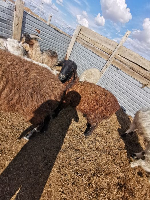 Қошқар сатамын..