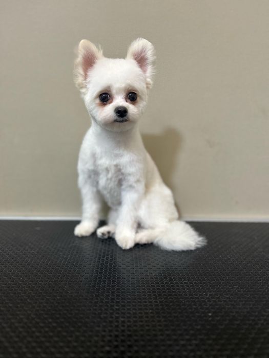 Продам микромальтипу девочка 1 год 10 мес.