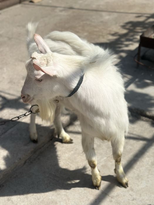 Echki sotiladi | chirchiq oqqovoq