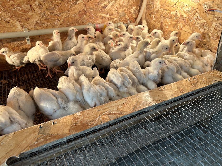 Адлер бір айға жақын балапандар