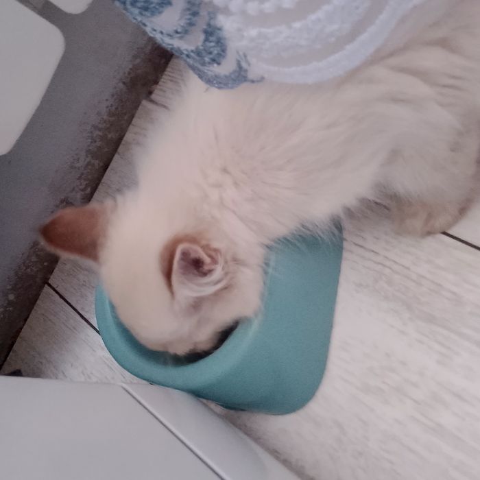продается кошечка