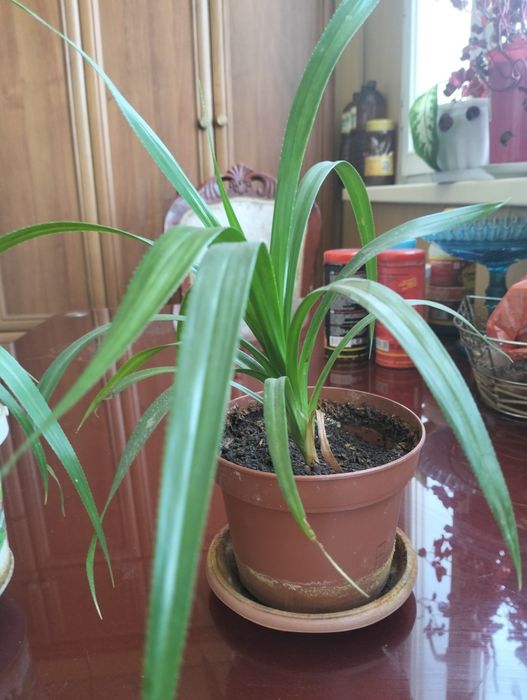 Цветочки для Вас