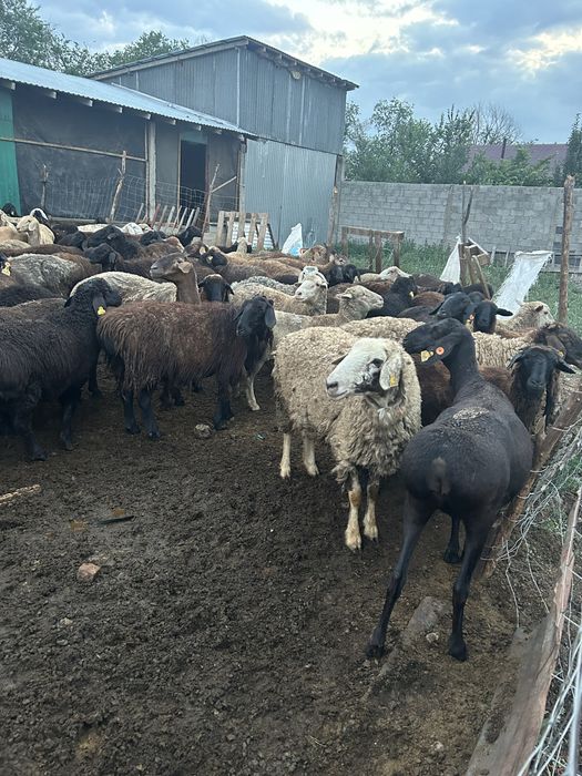 Продам баран Кой сатылады