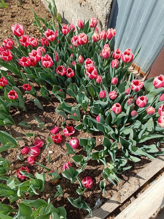 қызғалдақ тұқымы