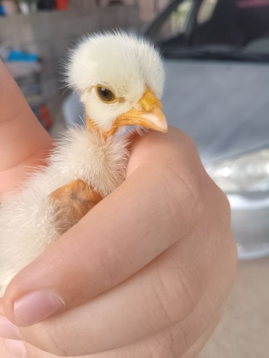 Продам курицу дамашняя и два голошейки