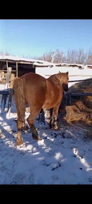 Продам жиребых кабыл