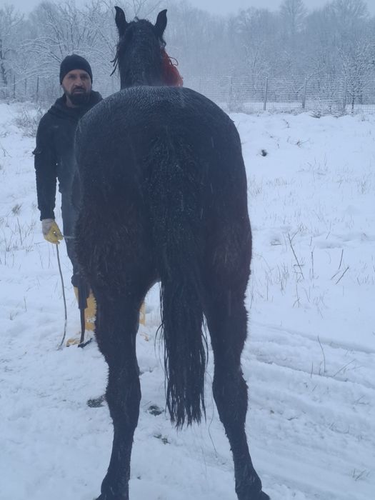 De vanzare o mânză de 2 ani