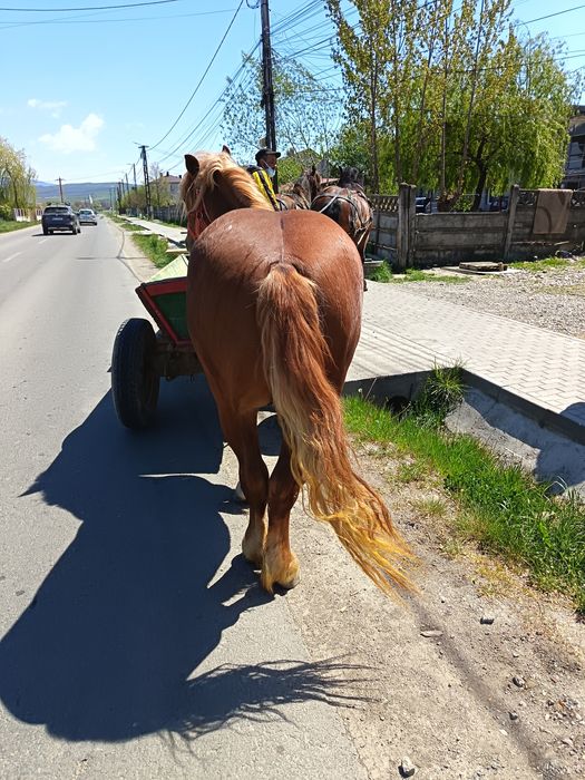 Mânz de vânzare 1 An și 8 luni