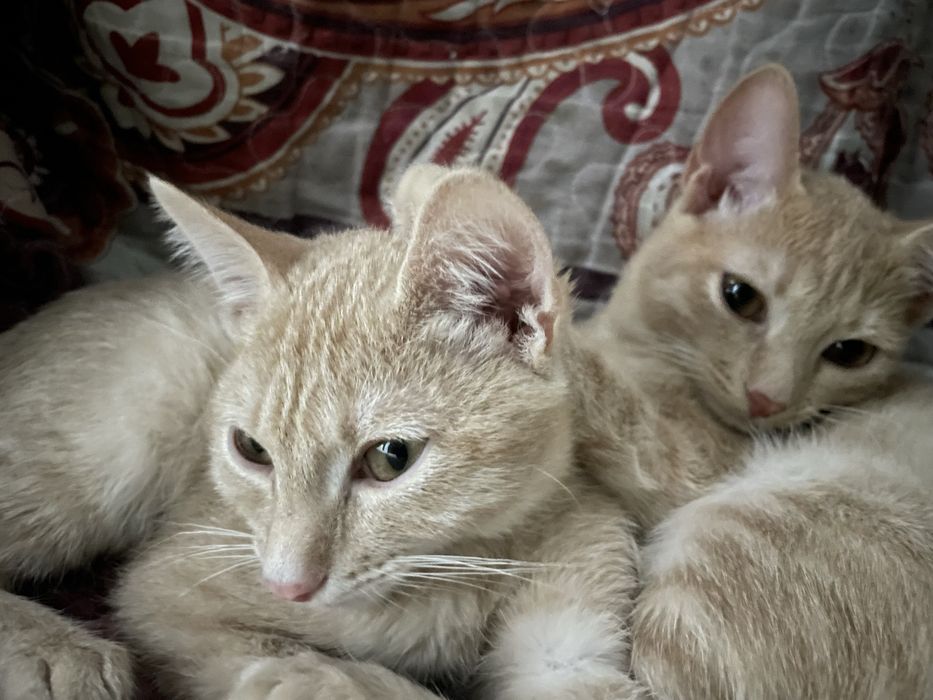 Котята 4мес.