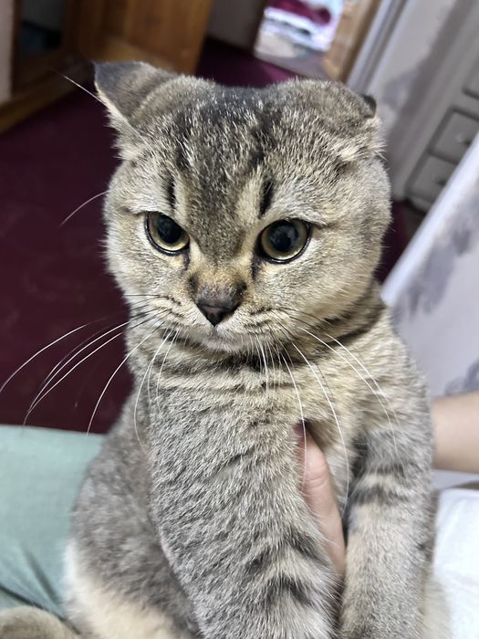 Zotdor mushuk ismi Baris