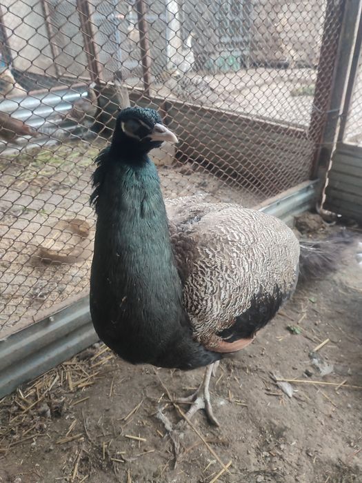 Pauni si paunite mature