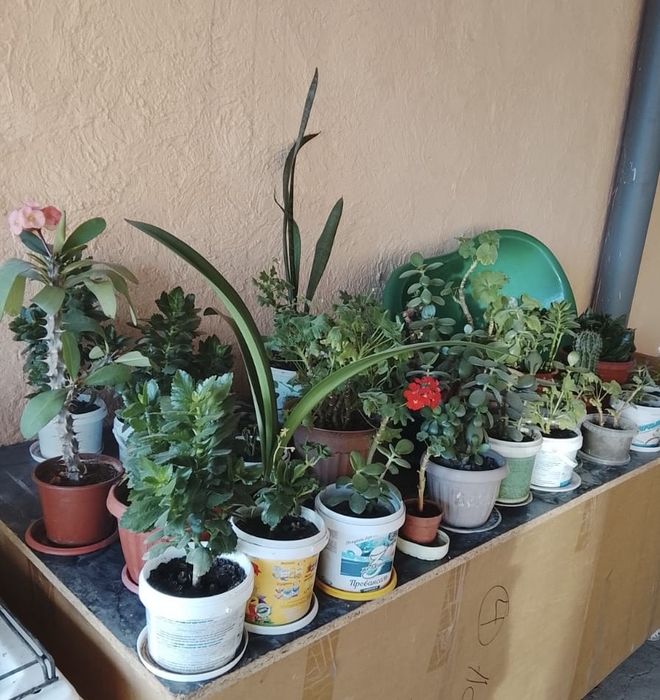 Комнатные цветы в продаже