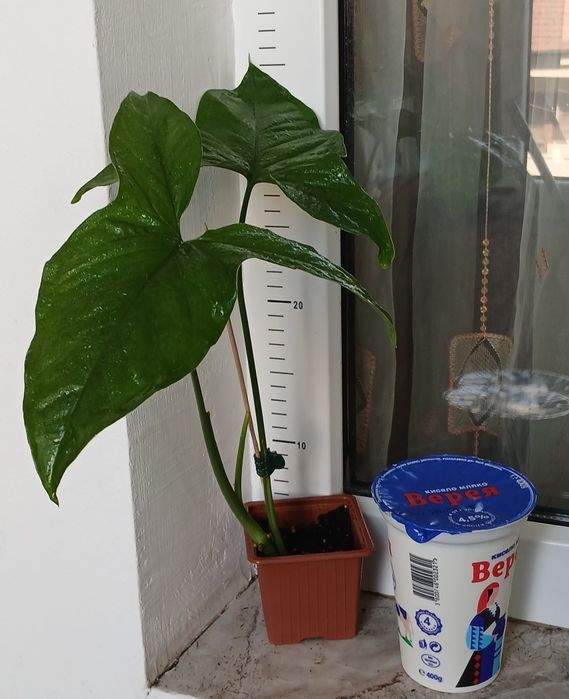 Колекция Сингониуми - Цвете на Щастието